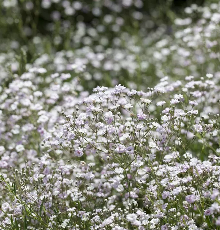 Garten-Schleierkraut