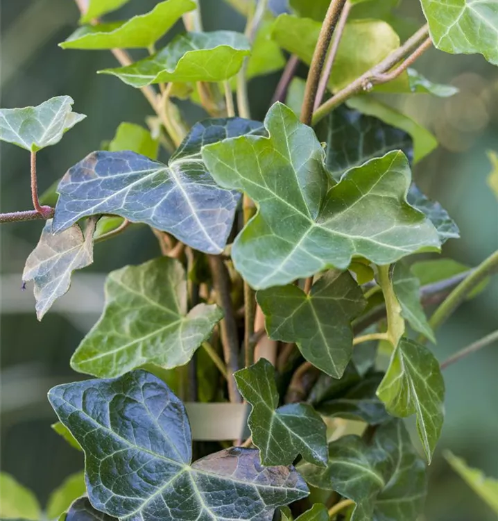 Großblättriger Irischer Efeu