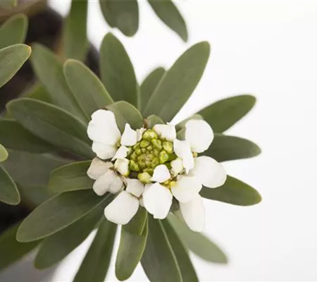 Die Schleifenblume – ein wahres Mauerblümchen Die Schleifenblume – ein wahres Mauerblümchen
