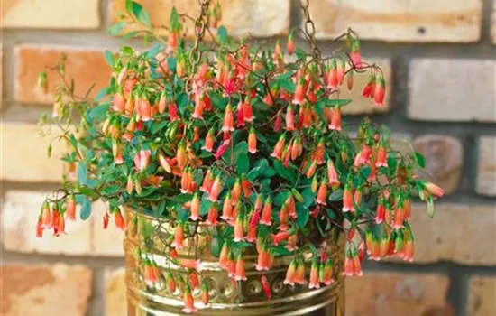 Glocken-Kalanchoe