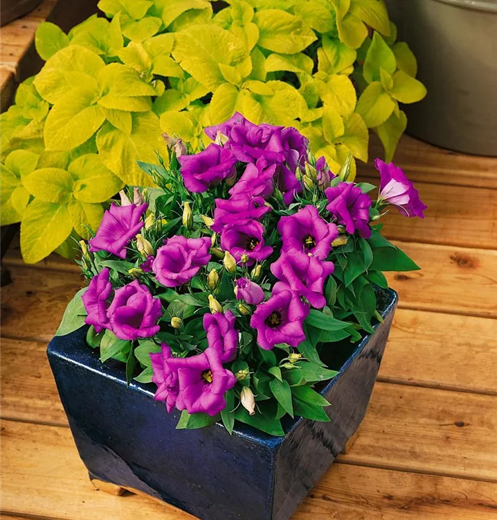 Eustoma