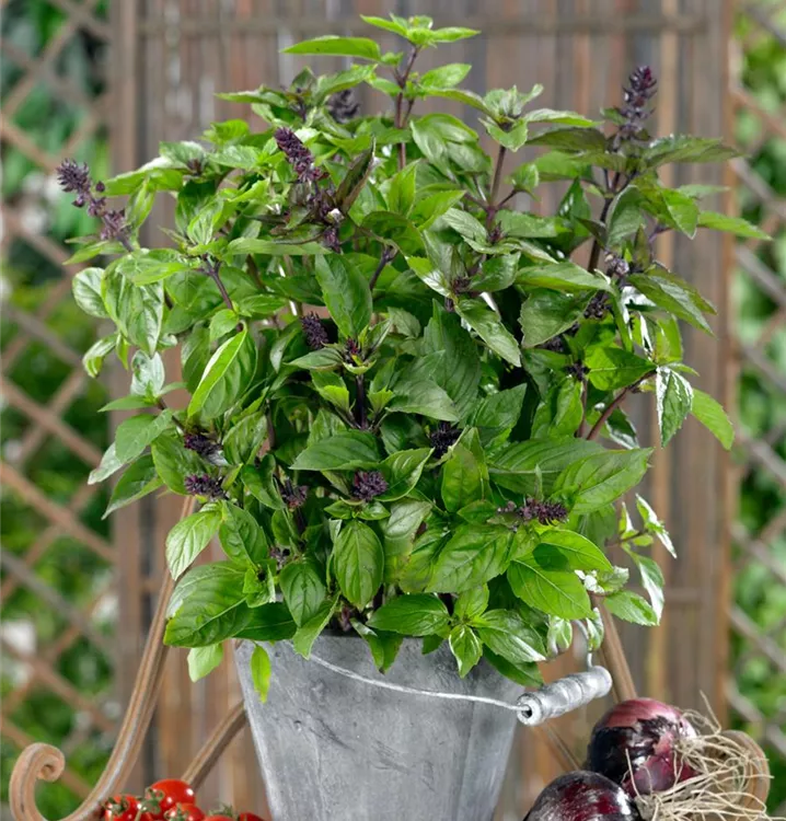 Zimt-Basilikum 'Cinamonette'