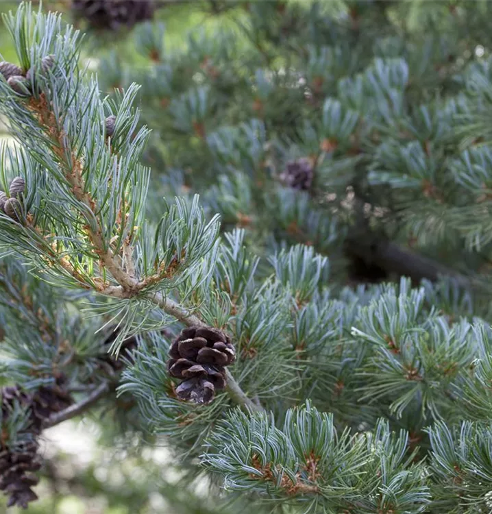 Blaue Mädchenkiefer 'Glauca'