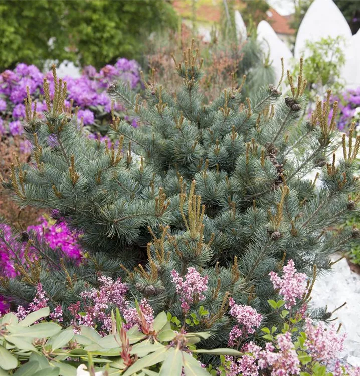 Blaue Mädchenkiefer 'Negishi'