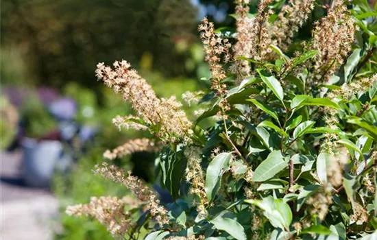 Der portugiesische Kirschlorbeer – Pflegeleichte Schönheit aus dem Mittelmeer Der portugiesische Kirschlorbeer – Pflegeleichte Schönheit aus dem Mittelmeer