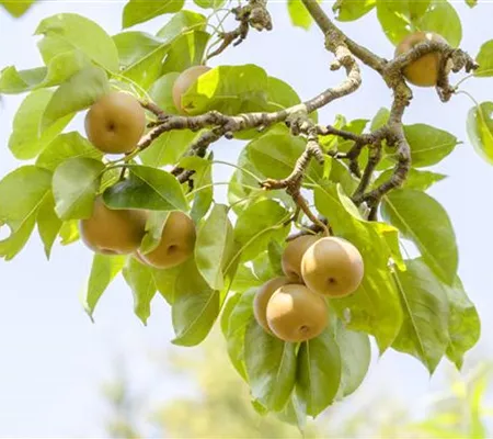 Der Obstgarten – viele Leckereien für große und kleine Naschkatzen Der Obstgarten – viele Leckereien für große und kleine Naschkatzen